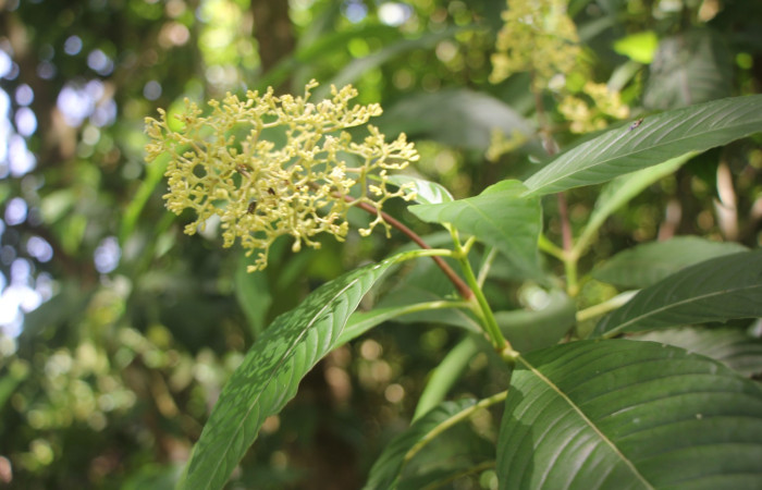 Figura. 2 Habitad, <i>Palicourea  berteroana</i>, (Rubiaceae). Area de Conservación Guanacaste, Sector Rincón  Rain Forest, Estación Leiva. Cafecito, (elevación 410 metros), colectada el 11 de junio 2024. Foto, Jorge Hernández.