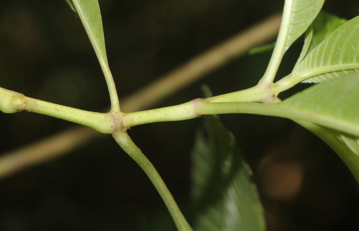 Figura. 3 Posición de hojas, <i>Palicourea  berteroana</i>, (Rubiaceae). Area de Conservación Guanacaste, Sector Rincón  Rain Forest, Estación Leiva. Cafecito, (elevación 410 metros), colectada el 14 de junio 2024. Foto, Jorge Hernández.