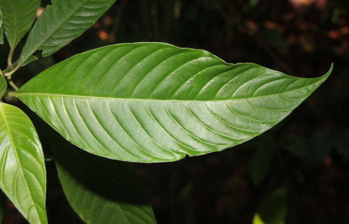 Figura. 4  Hojas haz , <i>Palicourea  berteroana</i>, (Rubiaceae). Area de Conservación Guanacaste, Sector Rincón  Rain Forest, Estación Leiva. Cafecito, (elevación 410 metros), colectada el 11 de junio 2024. Foto, Jorge Hernández.
