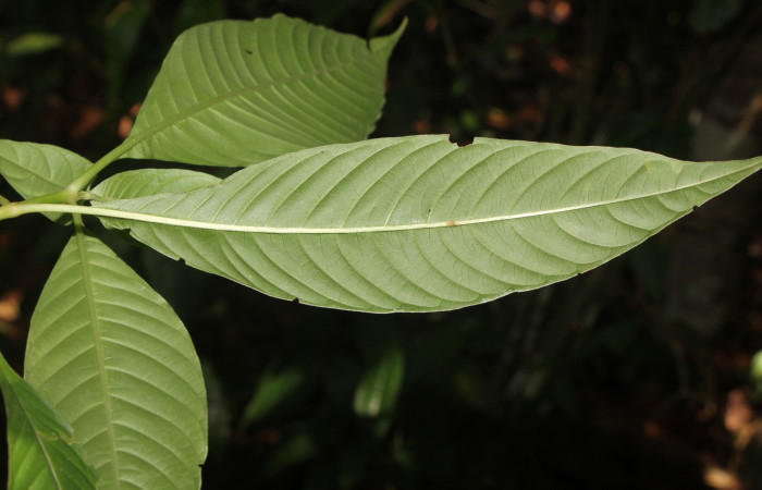 Figura. 5 Hojas envés , <i>Palicourea  berteroana</i>, (Rubiaceae). Area de Conservación Guanacaste, Sector Rincón  Rain Forest, Estación Leiva. Cafecito, (elevación 410 metros), colectada el 11 de junio 2024. Foto, Jorge Hernández.