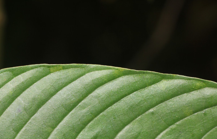 Figura. 6  Margen, <i>Palicourea  berteroana</i>, (Rubiaceae). Area de Conservación Guanacaste, Sector Rincón  Rain Forest, Estación Leiva. Cafecito, (elevación 410 metros), colectada el 11 de junio 2024. Foto, Jorge Hernández.