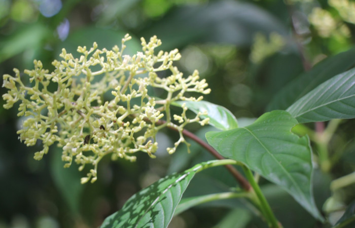 Figura. 7  Flor lateral, <i>Palicourea  berteroana</i>, (Rubiaceae). Area de Conservación Guanacaste, Sector Rincón  Rain Forest, Estación Leiva. Cafecito, (elevación 410 metros), colectada el 11 de junio 2024. Foto, Jorge Hernández.