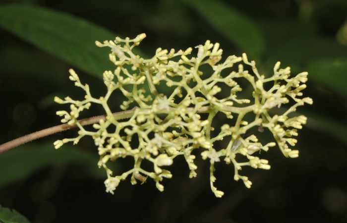 Figura. 8  Flor frente, <i>Palicourea  berteroana</i>, (Rubiaceae). Area de Conservación Guanacaste, Sector Rincón  Rain Forest, Estación Leiva. Cafecito, (elevación 410 metros), colectada el 11 de junio 2024. Foto, Jorge Hernández.