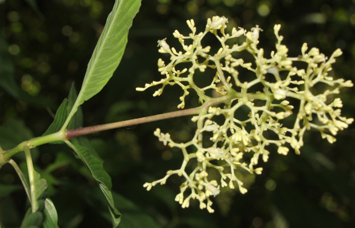 Figura. 9  Flor frente, <i>Palicourea  berteroana</i>, (Rubiaceae). Area de Conservación Guanacaste, Sector Rincón  Rain Forest, Estación Leiva. Cafecito, (elevación 410 metros), colectada el 11 de junio 2024. Foto, Jorge Hernández.