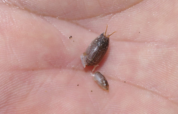 Cangrejos topo (Emerita rathbunae)  Identificación: Jeffrey Sibaja  Refugio Nacional de Vida Silvestre Bahía Junquillal  14 de junio 2024  Foto: Integrantes de Diplomado de  guardaparques  