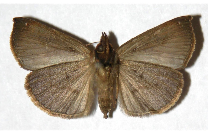 Figura 11. Adulto (ventral), <i>Hypena lollia</i> (Erebidae). (00-SRNP-11999-DHJ321953).