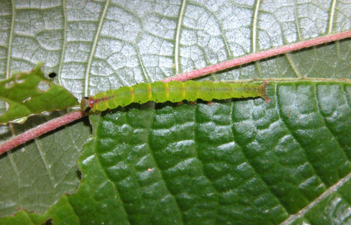 Figura 7. Detalle de alimentación, <i>Hypena</i> zarabenaDHJ01 (Erebidae). (05-SRNP-42296-DHJ407631).