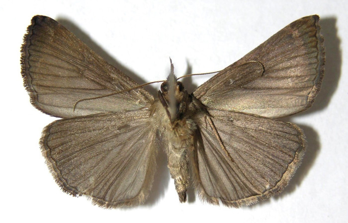 Figura 15. Adulto (ventral), <i>Hypena margaretta</i> (Erebidae). (06-SRNP-41857-DHJ350759).