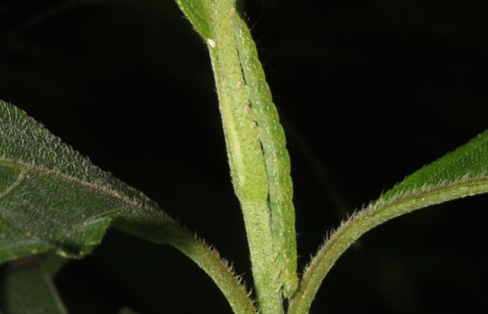 Figura 2. Detalle camuflaje y alimentación, <i>Hypena lollia</i> (Erebidae).(17-SRNP-30268-DHJ735948).   	