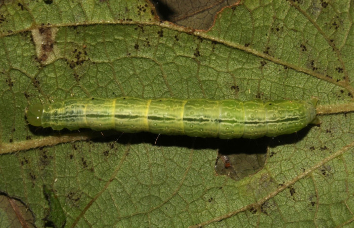 Figura 3. Detalle dorsal entero <i>Hypena lollia</i> (Erebidae). (21-SRNP-30149-DHJ779234).