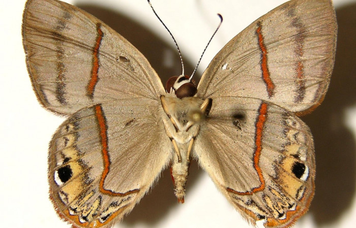 Figura 16. Adulto macho <i>Euselasia mystica</i> (Riodinidae), posición ventral, 02-SRNP-27495-DHJ91965.