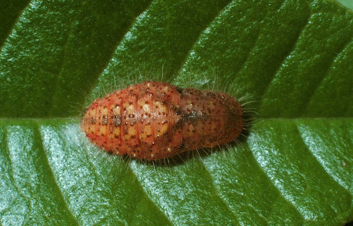Figura 10. Pupa <i>Euselasia mystica</i> (Riodinidae), vista dorsal, 03-SRNP-31640-DHJ81331.jpg.