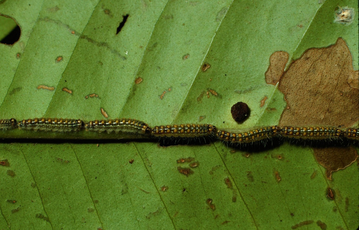 Figura 2. Larvas  <i>Euselasia mystica</i> (Riodinidae), posición fila en el nervio central de la hoja de la planta  <i>Eugenia salamensis</i> (Myrtaceae). 03-SRNP-3368-DHJ72389.jpg.