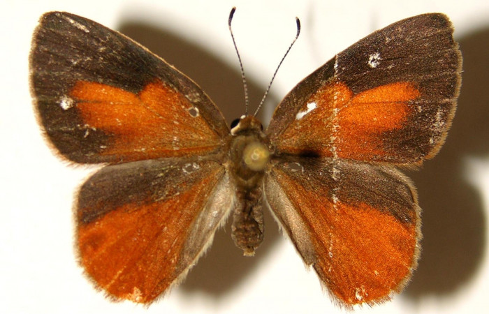 Figura 14. Adulto hembra <i>Euselasia mystica</i> (Riodinidae), posición dorsal, 03-SRNP-3375-DHJ91966.