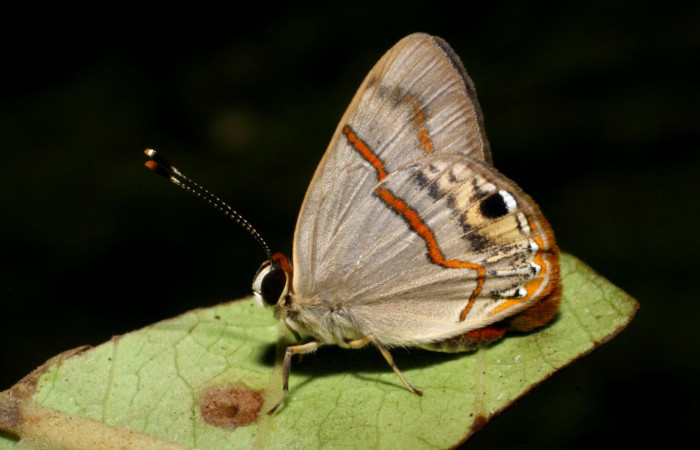 Figura 1. Adulto <i>Euselasia mystica</i> (Riodinidae), posada en planta hospedera <i>Eugenia salamensis</i> con alas cerradas. 07-SRNP-59403-DHJ429161.jpg.