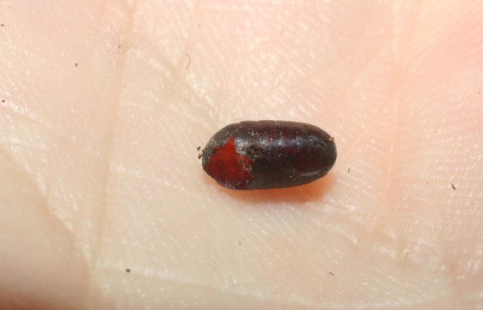 Figura 17. Pupario<i>Houghia</i> Wood27 (Tachinidae), parásito  de <i>Euselasia mystica</i> (Riodinidae), 07-SRNP-59430-DHJ453024.jpg.