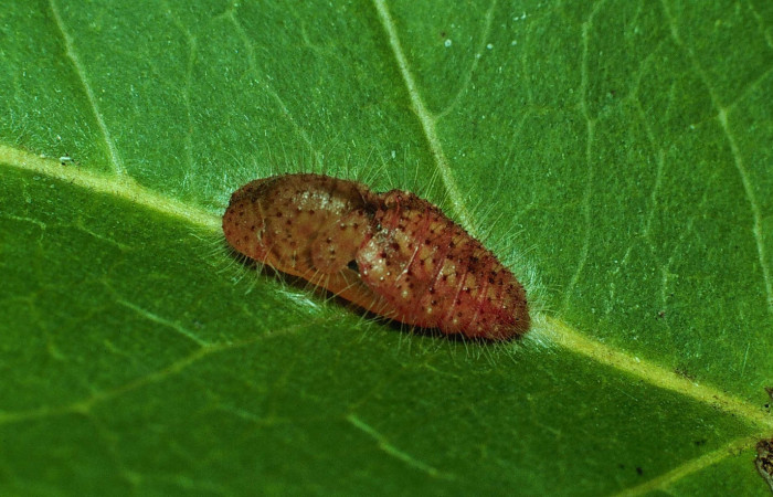Figura 12. Pupa <i>Euselasia mystica</i> (Riodinidae),vista dorsal, 83-SRNP-1262-DHJ6265.jpg
