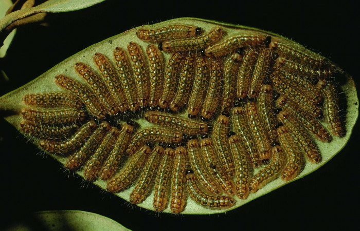 Figura 4. Larvas <i>Euselasia mystica</i> (Riodinidae), posición grupo dorsal, en la hoja de la planta <i>Eugenia hypargyrea</i> (Myrtaceae). 93-SRNP-7478-DHJ26075.jpg.