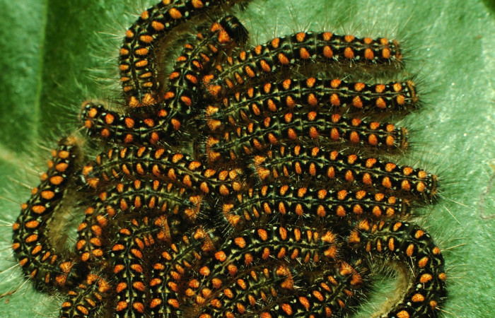 Figura 5. Larvas <i>Euselasia mystica</i> (Riodinidae), posición grupo dorsal, en la hoja de la planta <i>Eugenia acapulcensis</i> (Myrtaceae). 97-SRNP-1151-DHJ40948.jpg.