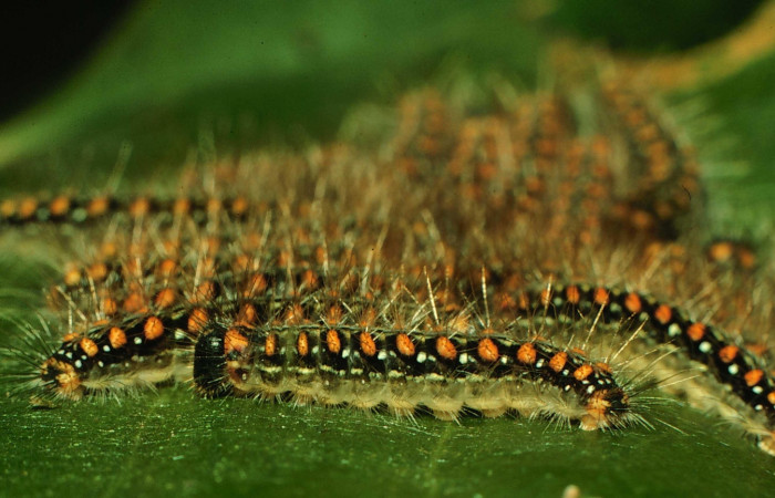 Figura 6. Larvas <i>Euselasia mystica</i> (Riodinidae), posición grupo lateral, en la hoja de la planta <i>Eugenia acapulcensis</i> (Myrtaceae). 97-SRNP-1151-DHJ40950.jpg.