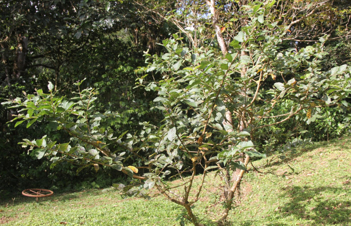 Figura 19. Planta <i>Psidium guajava</i> (introducido) (Myrtaceae), hospedero de <i>Euselasia mystica</i> (Riodinidae). Foto Angel Hernandez.