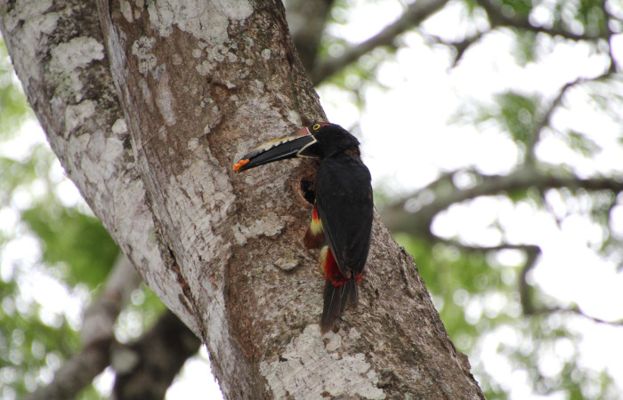 Fig. 6 Adulto <i>Pteroglossus torquatus</i> (Ramphastidae) entregando semillas de un fruto a su cría en su nido, 30 de mayo 2024 Estación Biológica Los Almendros, Sector El Hacha ACG. Foto. Roster Moraga