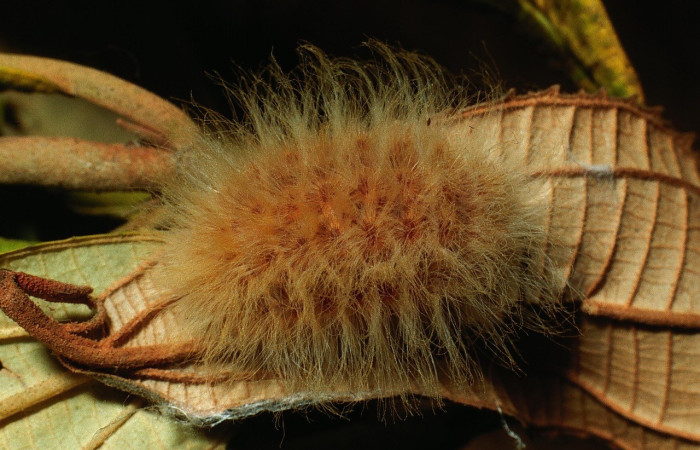 Figura 11. <i>Trosia nigropunctigera</i> (Megalopygidae), posición dorsal. Voucher 03-SRNP-10739-DHJ75311.jpg.