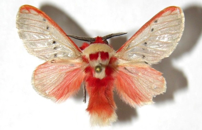 Figura 9. Adulto nacho de <i>Trosia</i> Janzen04 (Megalopygidae), vista dorsal. Voucher 03-SRNP-260-DHJ329816.jpg.