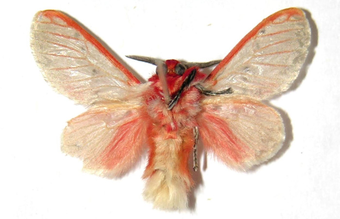 Figura 10. Adulto macho de <i>Trosia</i> Janzen04 (Megalopygidae), vista ventral.  Voucher 03-SRNP-260-DHJ329817.jpg.