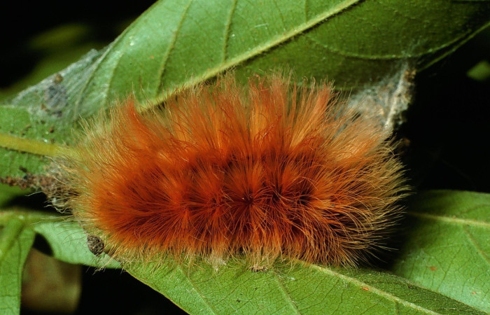Figura 2. <i>Trosia</i> Janzen04 (Megalopygidae), larva en último estadio, posición lateral, Sector Santa Rosa. Voucher  03-SRNP-408-DHJ71627.jpg.