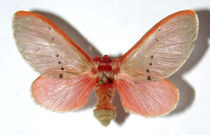 Figura 7. Adulto hembra de <i>Trosia</i> Janzen04 (Megalopygidae), vista dorsal. Voucher 03-SRNP-413-DHJ329810.jpg.