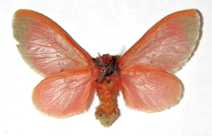 Figura 8. Adulto hembra de <i>Trosia</i> Janzen04 (Megalopygidae), vista ventral. Voucher 03-SRNP-413-DHJ329811.jpg.