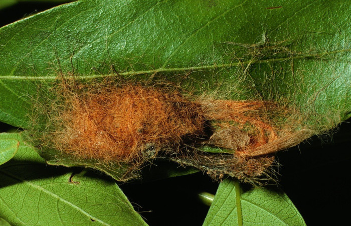 Figura 4. Capullo <i>Trosia</i> Janzen04 (Megalopygidae), Sector Santa Rosa. Voucher 03-SRNP-422-DHJ71633.jpg.