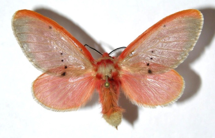 Figura 1. <i>Trosia</i> Janzen04 (Megalopygidae), hembra vista dorsal. Voucher  03-SRNP-433-DHJ329812.jpg.