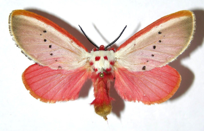 Figura 12. Adulto de <i>Trosia nigropunctigera</i> (Megalopygidae), vista dorsal. Voucher 05-SRNP-74-DHJ329826.jpg.