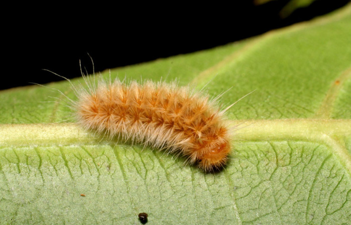 Figura 13. <i>Trosia</i> Janzen03 (Megalopygidae), posición  lateral. Voucher 06-SRNP-42206-DHJ416945.jpg.