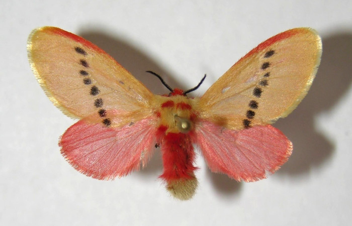 Figura 14. Adulto <i>Trosia</i> Janzen03 (Megalopygidae), vista dorsal. Voucher 06-SRNP-42228-DHJ353752.jpg.