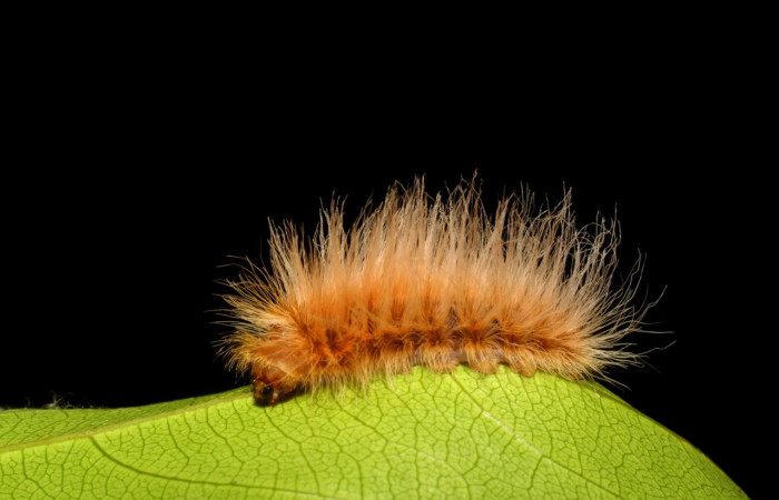 Figura 3. <i>Trosia</i> Janzen04 (Megalopygidae), larva en último estadio, posición lateral, Sector la Perla. Voucher 07-SRNP-55093-DHJ419030.jpg.