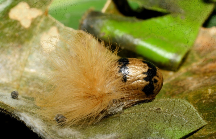 Figura 5. Capullo de avispa de la familia (Ichneumonidae), <i>Casinaria macerata</i>, parásito de <i>Trosia</i> Janzen04 (Megalopygidae). Voucher 07-SRNP-60805-DHJ435126.jpg.