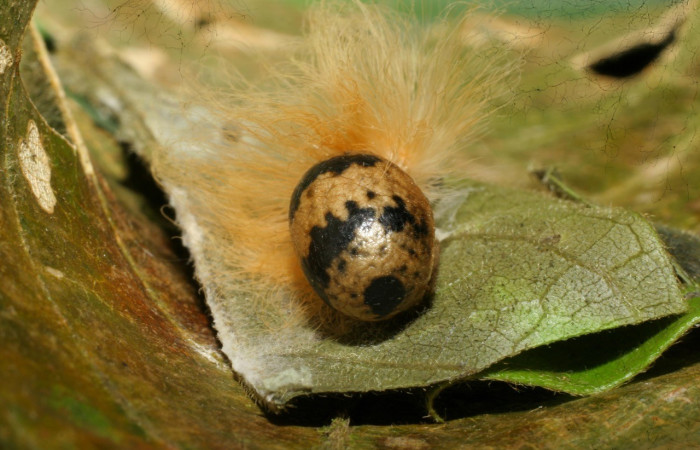 Figura 6. Capullo de avispa de la familia (Ichneumonidae), <i>Casinaria macerata</i>, parásito de <i>Trosia</i> Janzen04 (Megalopygidae). Vouche 07-SRNP-60805-DHJ435127.jpg.