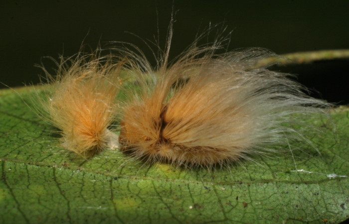 Figura 15. <i>Trosia fallax</i> (Megalopygidae), posición  lateral. Voucher 08-SRNP-40707-DHJ441949.jpg.