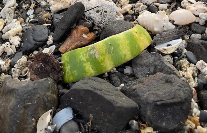 Restos de sandia en la playa de isla San José, 23 de mayo 2024. Fotografía Freddy Salazar