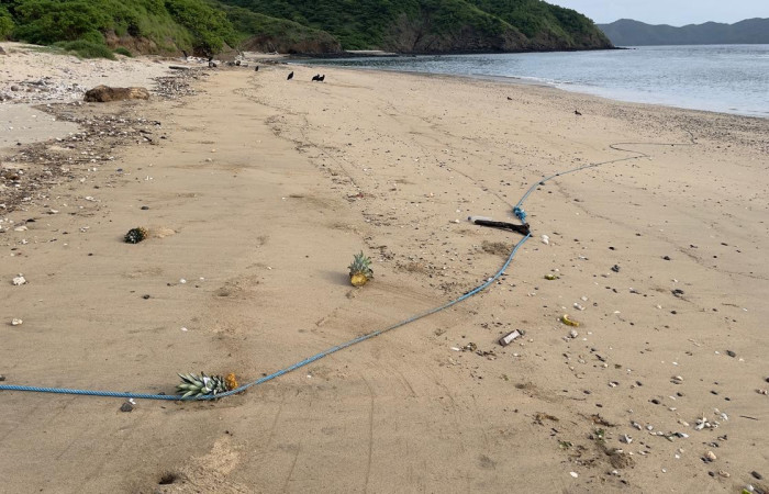 Vista de Restos de piña en la playa isla San José, 23 de mayo 2024.   Fotografía Freddy Salazar