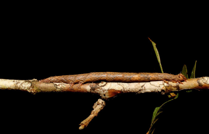 Figura 5. Larva <i>Epidromia pannosa</i> (Erebidae), en último estadío (U), vista lateral, localidad Sendero Carica Sector Pitilla ACG (660m). Voucher: 11-SRNP-32094-DHJ494708.jpg