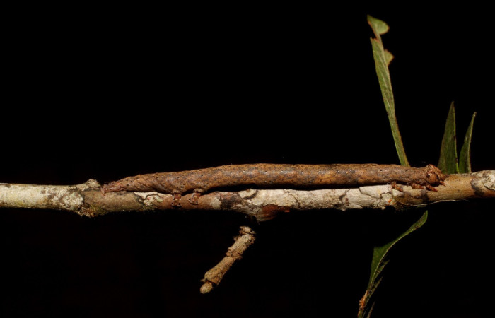 Figura 6. Larva <i>Epidromia pannosa</i> (Erebidae), en último estadío (U), vista lateral, localidad Sendero Carica Sector Pitilla ACG (660m). Voucher: 11-SRNP-32094-DHJ494710.jpg