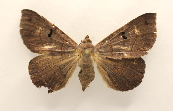 Figura 9. Adulto de <i>Epidromia pannosa</i> (Erebidae), hembra vista dorsal, localidad Wege, Rincon Rain Forest ACG (346m). Voucher: 19-SRNP-27067-DHJ955760.jpg.