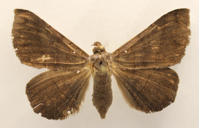 Figura 7. Adulto de <i>Epidromia pannosa</i> (Erebidae), macho vista dorsal, localidad Estacion Wege, Rincon Rain Forest ACG (346m). Voucher: 19-SRNP-27068-DHJ955772.jpg.
