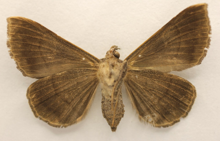 Figura 8. Adulto de <i>Epidromia pannosa</i> (Erebidae), macho vista dorsal, localidad Estacion Wege, Rincon Rain Forest ACG (346m). Voucher: 19-SRNP-27068-DHJ955773.jpg.
