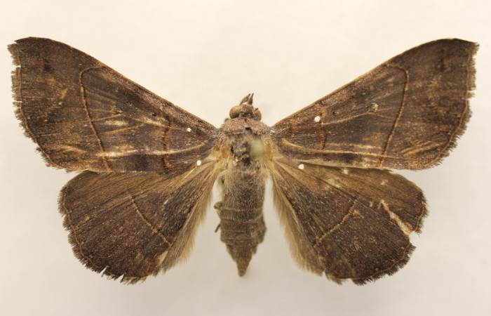 Figura 14. Adulto de <i>Epidromia linearis</i> (Erebidae), hembra vista dorsal, localidad Loaiciga Sector Pitilla ACG (445m). Voucher: 19-SRNP-27081-DHJ955894.jpg.