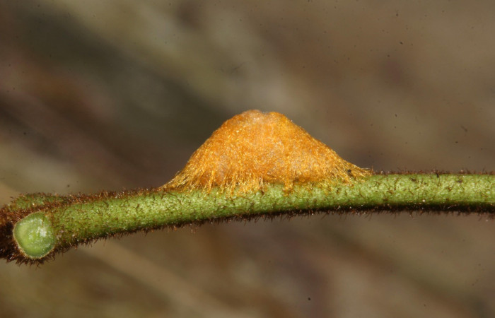 Figura 11. Capullo de parásito see vuocher de la familia (Braconidae), vista lateral que ataca <i>Epidromia pannosa</i> (Erebidae), localidad Loaiciga Sector Pitilla ACG (445m). Voucher: 19-SRNP-30939-DHJ765335.jpg.